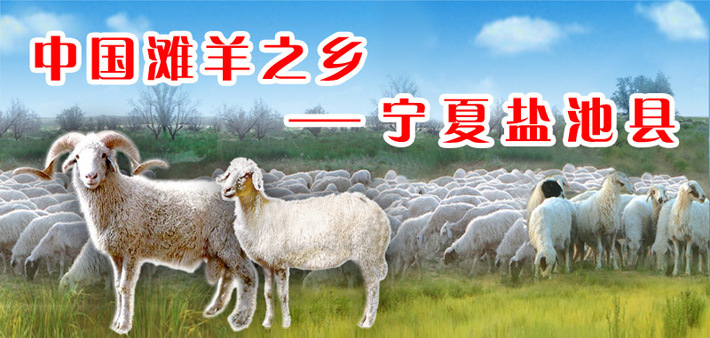 宁夏盐池滩羊